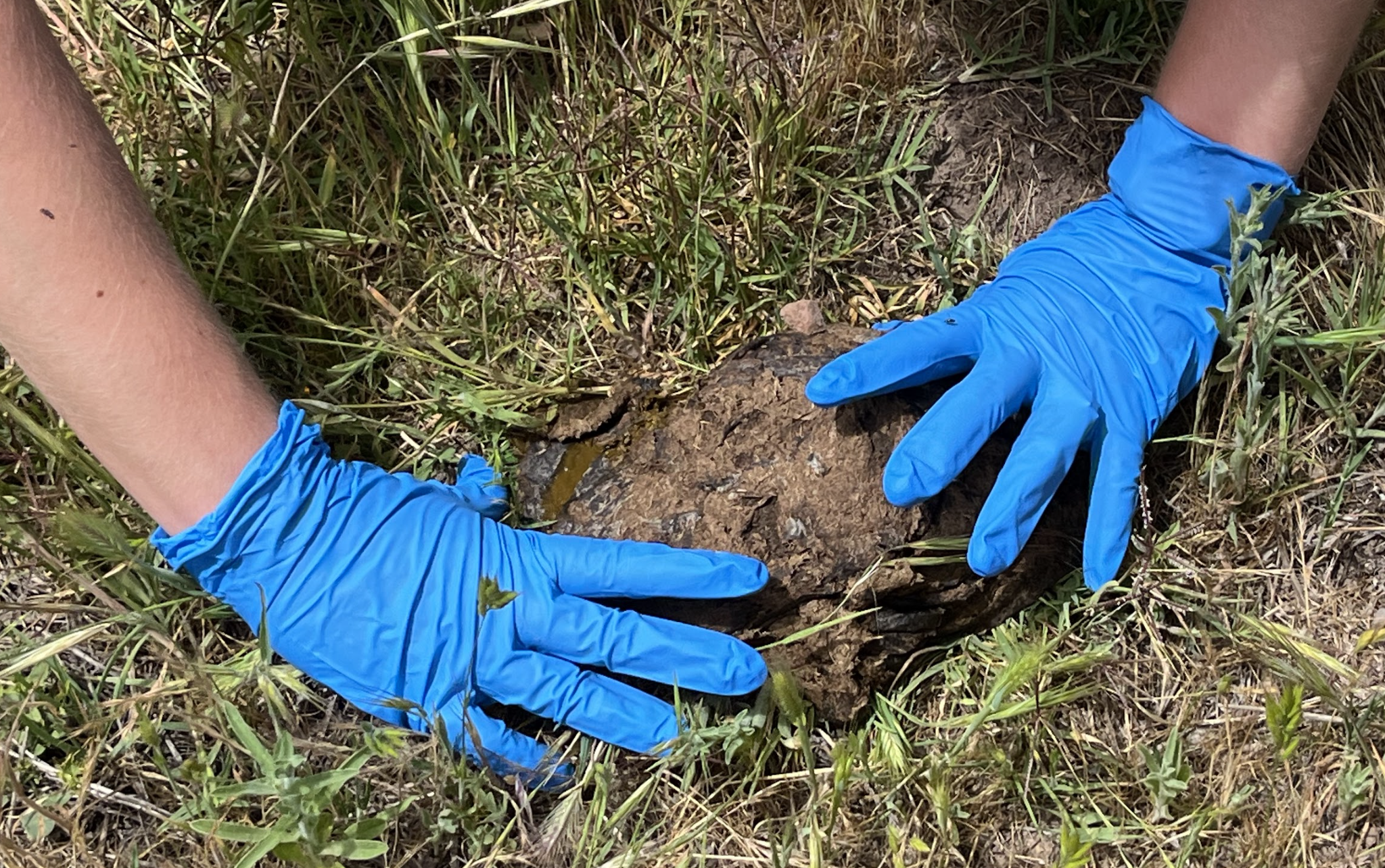 Join the Dung Beetle Hunt | La Brea Tar Pits